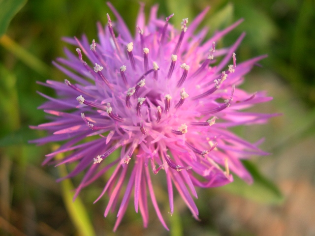 Centaurea?